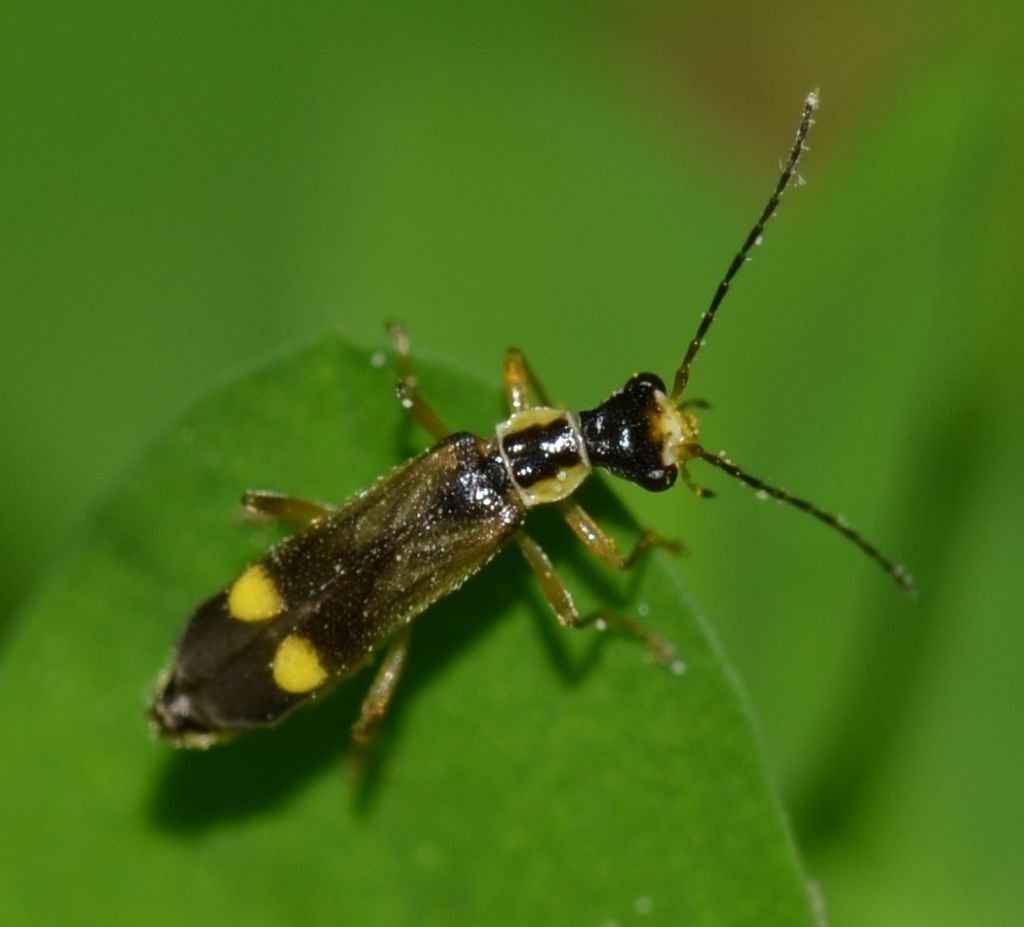 Malthinus sp.